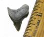 Pathologic Chubutensis Shark Tooth